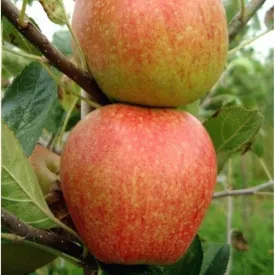 Apple Red Falstaff