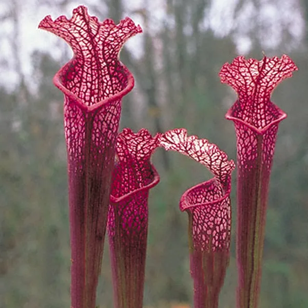 Sarracenia leucophylla - Hot Pink