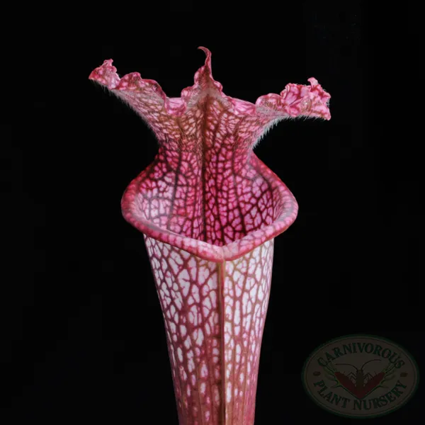 Sarracenia leucophylla - Hot Pink